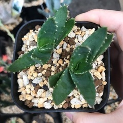 不夜城 アロエ 2株