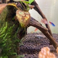 ニジイロボウズハゼお譲りします！