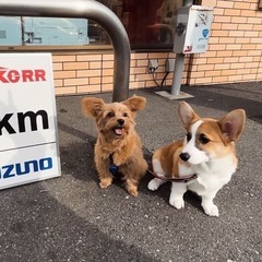 【わん友募集】一緒にお散歩やおでかけしてみませんか？
