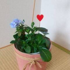 【無料】植物（アジサイ）をお譲りします。