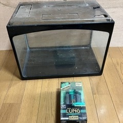 水槽　メダカ　金魚