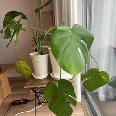 観葉植物(受取の方決まりました)　