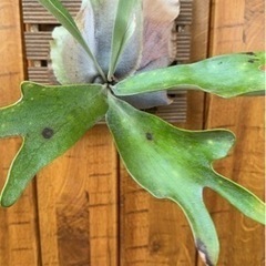 お取引中　ビカクシダ　ガーデニングの画像