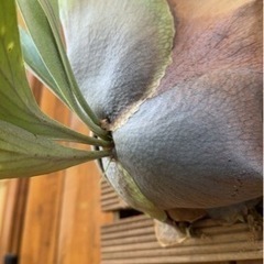 お取引中　ビカクシダ　ガーデニングの画像