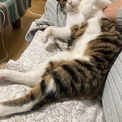 器量良し♡はっきりシマシマ模様が綺麗な男の子