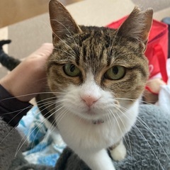 超甘えん坊なキジ白さん　ピンクの鼻とお口が可愛い 避妊済　※猫エ...
