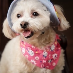 🐶犬好きメンバー募集🐶 - 熊本市