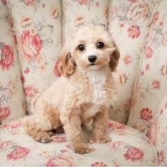 🐶犬好きメンバー募集🐶 - 友達