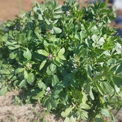 自然栽培を体験してみませんか?