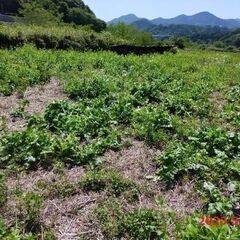 自然栽培の野菜作りを体験してみませんか?