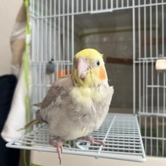 オカメインコの里親探してます