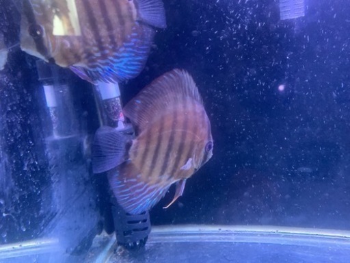 熱帯魚、ディスカス