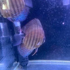 熱帯魚、ディスカス