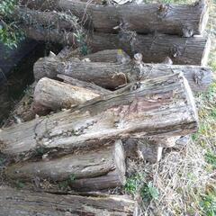 伐採した杉の木11月中旬までの画像