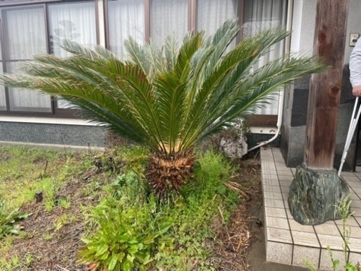 観葉植物