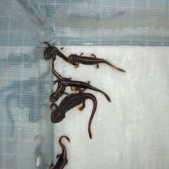 オキナワシリケンイモリ幼体6匹（上陸済み、人工飼料OK）#202401