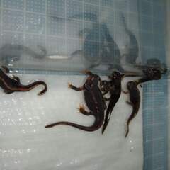 オキナワシリケンイモリ幼体6匹（上陸済み、人工飼料OK）#202401の画像