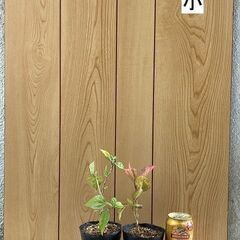 植物　仏桑花(ハイビスカス）の画像