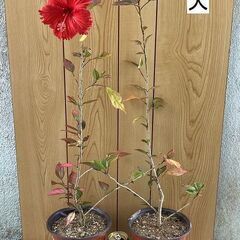植物　仏桑花(ハイビスカス）の画像