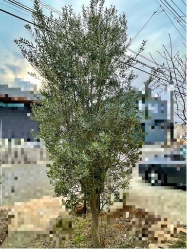 オリーブ シプレッシーノ(3〜4メートル)