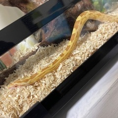 蛇の抜け殻　　の画像