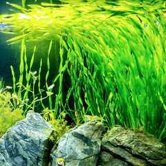 【未開封新品】GEXメガパワー6090【水草おまけ付き】の画像