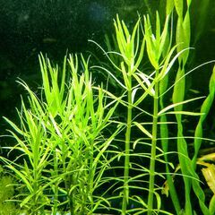 【未開封新品】GEXメガパワー6090【水草おまけ付き】の画像