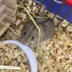 ステップレミング　オス