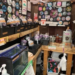 【五桜メダカ】 3月25日　横須賀めだか無人販売