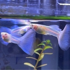 国産グッピー　RREAブルートパーズ 【ラスト5匹】オス2＋メス3 熱帯魚　の画像