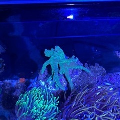 ナグラトサカ① サンゴの画像
