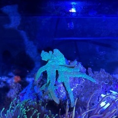 ナグラトサカ① サンゴの画像