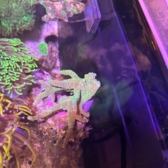 ナグラトサカ① サンゴの画像