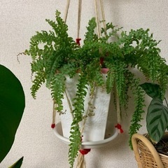 もらって下さい❗️【観葉植物】セイヨウタマシダ　鉢ごと