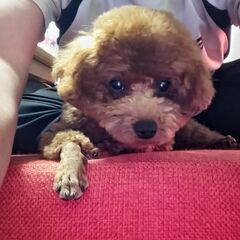 犬友達希望します。