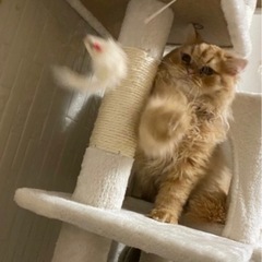甘えん坊のスコティッシュの家族になって下さい