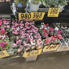 ガーデニング、家庭菜園、畑関係のお友達募集