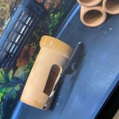 ブラックゴースト　変わった魚