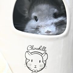 チンチラを飼っている女性のお友達募集しています
