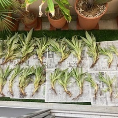 デスメティアーナの中古が安い！激安で譲ります・無料であげます