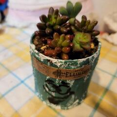 リメイク缶&多肉植物