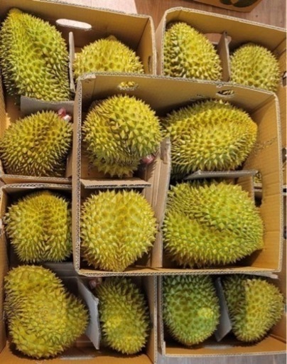 生ドリアン　　　　　土日限定