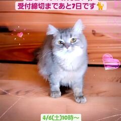 4/6(土)譲渡会♪1月生サイベリアン♀ブルータビー(⋈◍＞◡＜...
