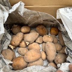 インカの目覚めの種芋