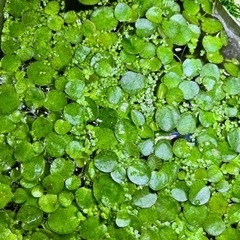 熱帯魚水槽やメダカにどうぞ