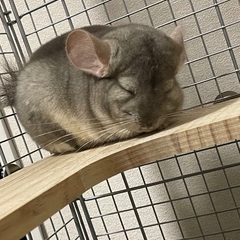 チンチラ　オス4歳