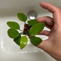 アヌビアスナナゴールデン　600円の画像