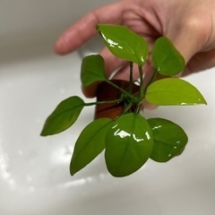 アヌビアスナナゴールデン　600円