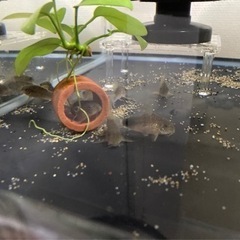 アヌビアスナナゴールデン　600円の画像