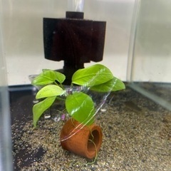 アヌビアスナナゴールデン　600円の画像